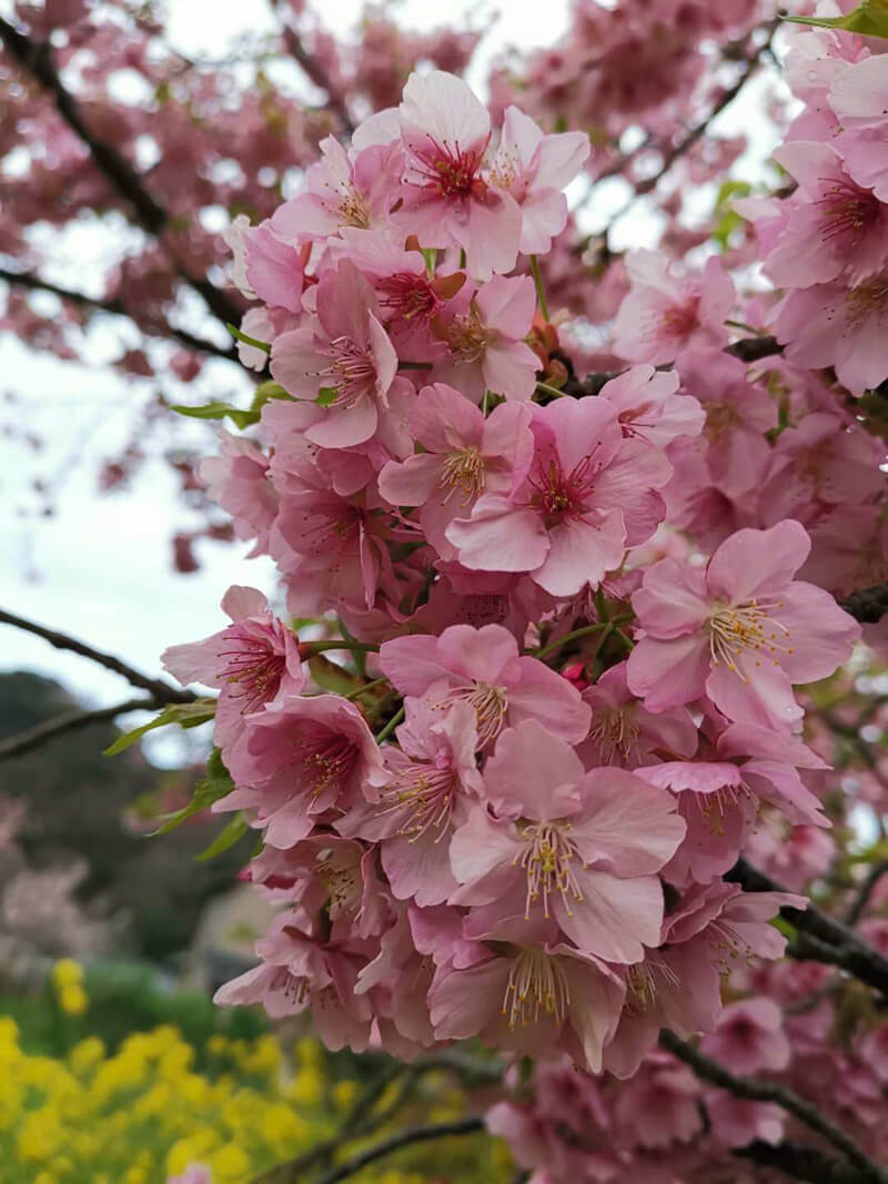 STONKAM®组织2018年度十年贡献奖员工赴日本本州5天游